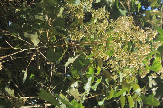 Image de Jungia ferruginea L. fil.