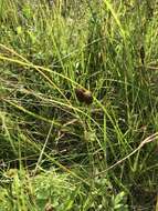 Image of brown moor clover