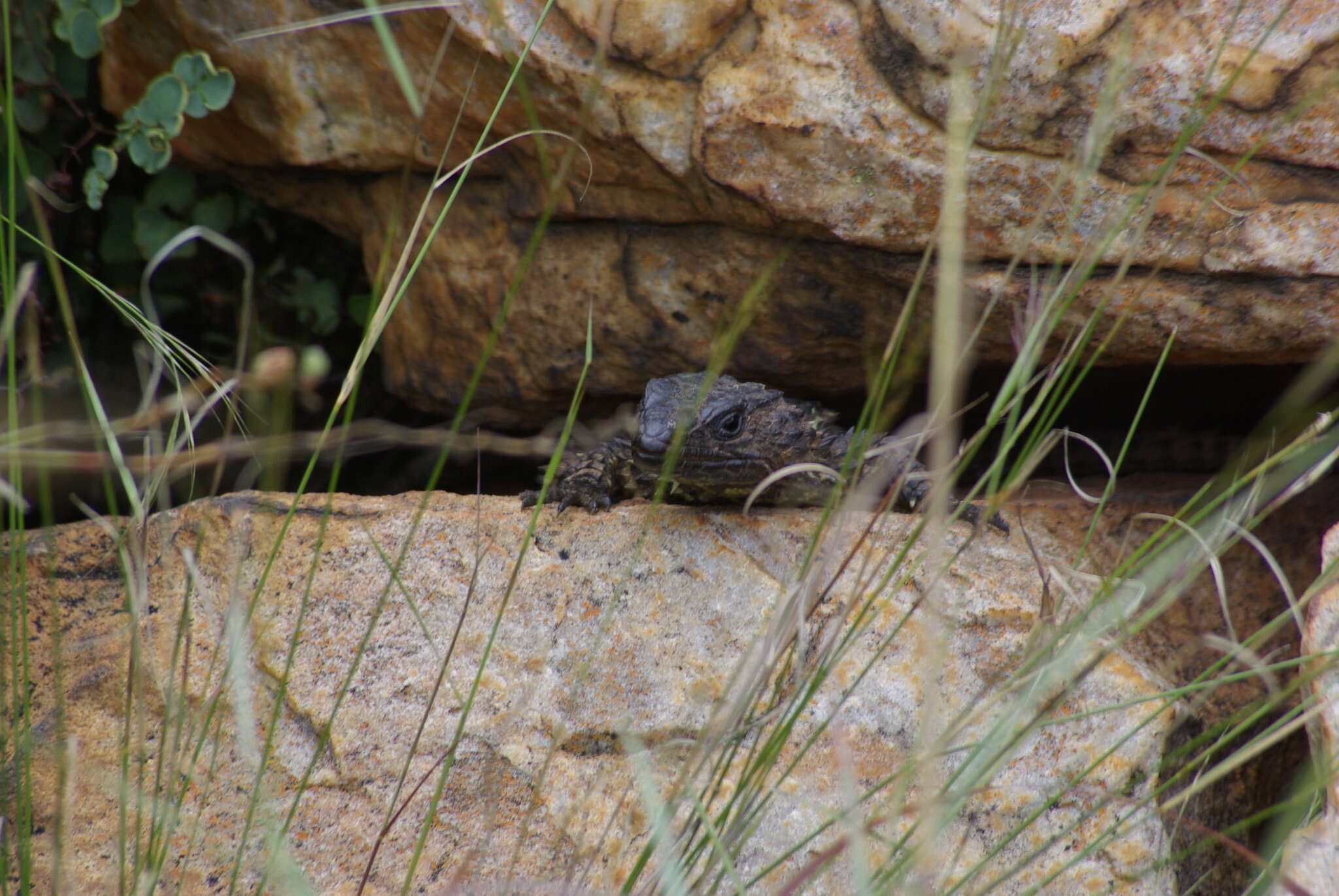 Image of Van Dam's Girdled Lizard