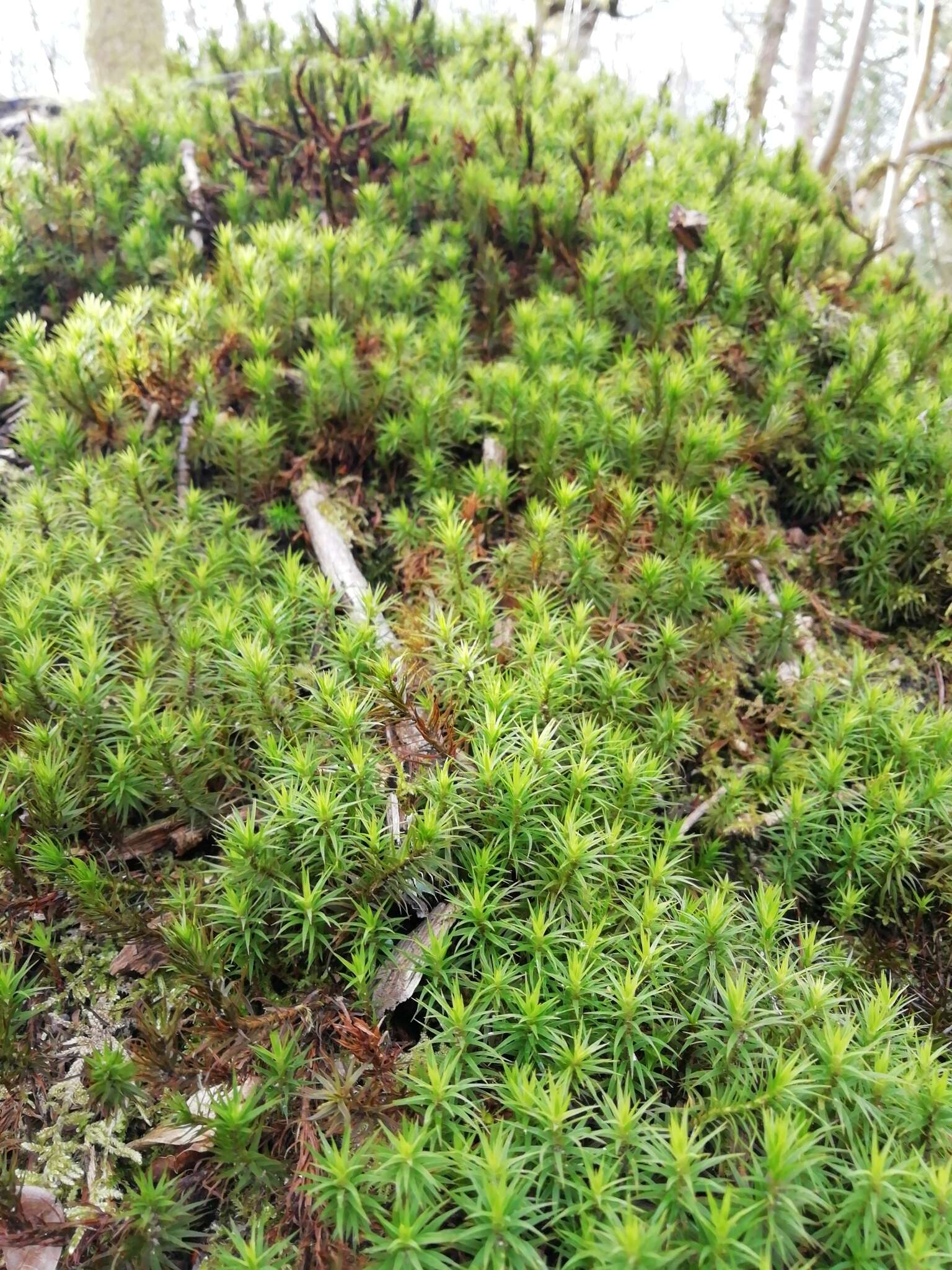 Image of <i>Polytrichum formosum</i>