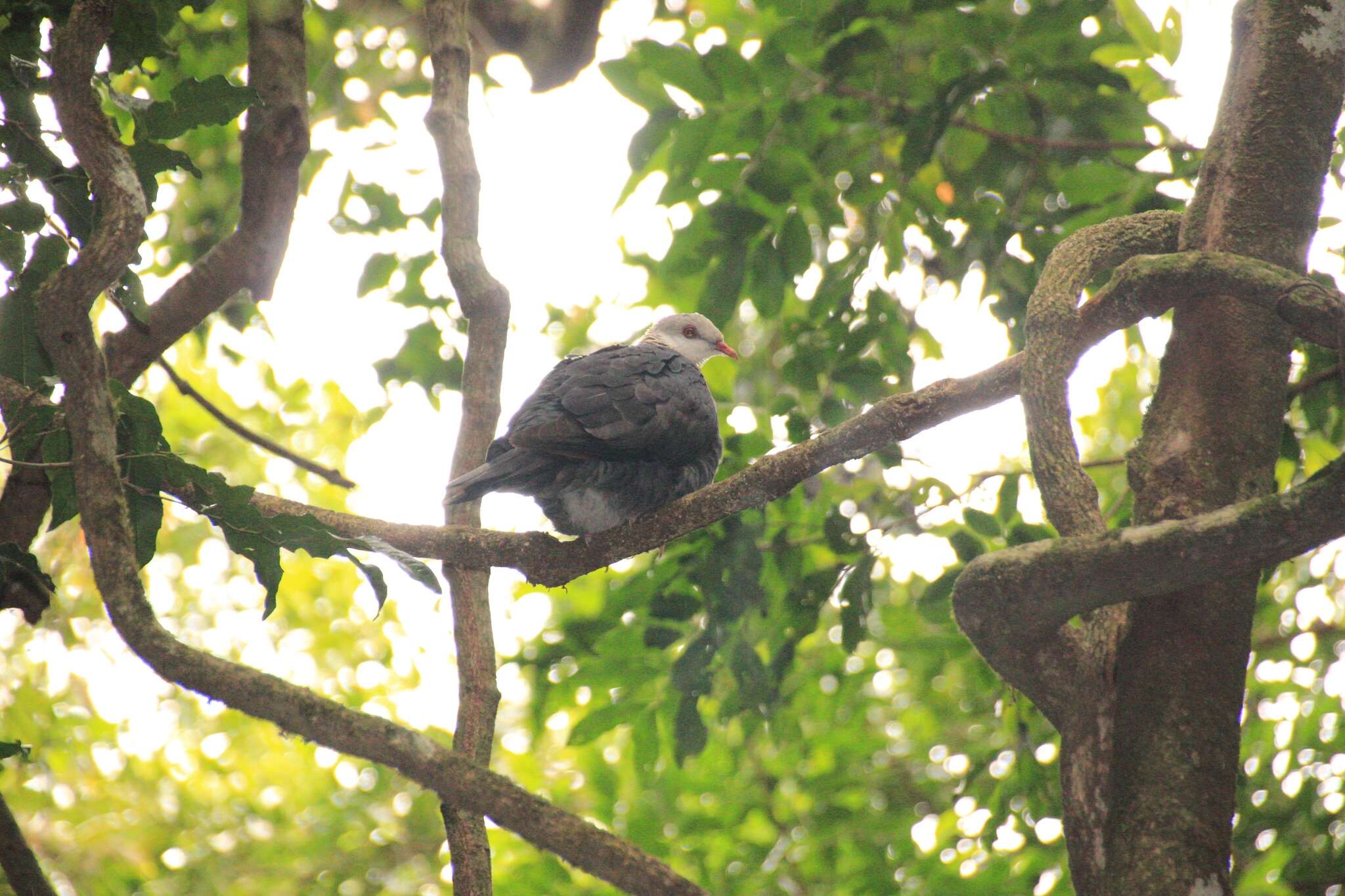 Image of White-headed Pigeon