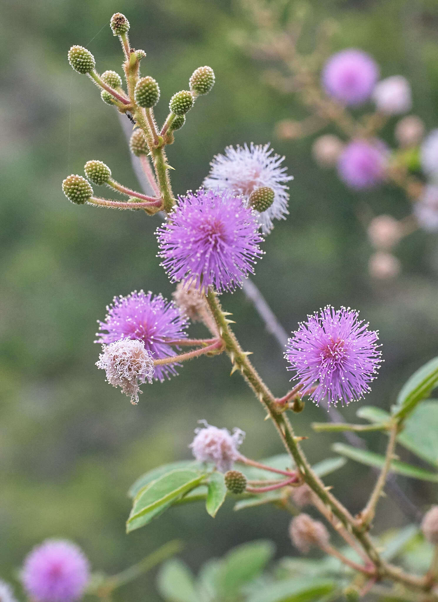 Image of Mimosa albida var. albida