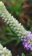 Image of silky prairie clover