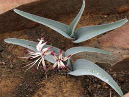 Image of Ornithoglossum undulatum Sweet