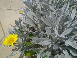 Image of Gazania rigens var. leucolaena (DC.) Rössl.