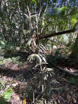 Image of Large-seeded lawyer's vine