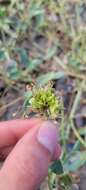 Image of white sand verbena