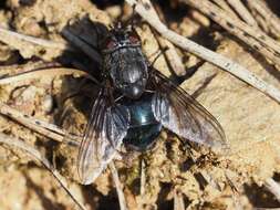 Image of Calliphora uralensis Villeneuve 1922