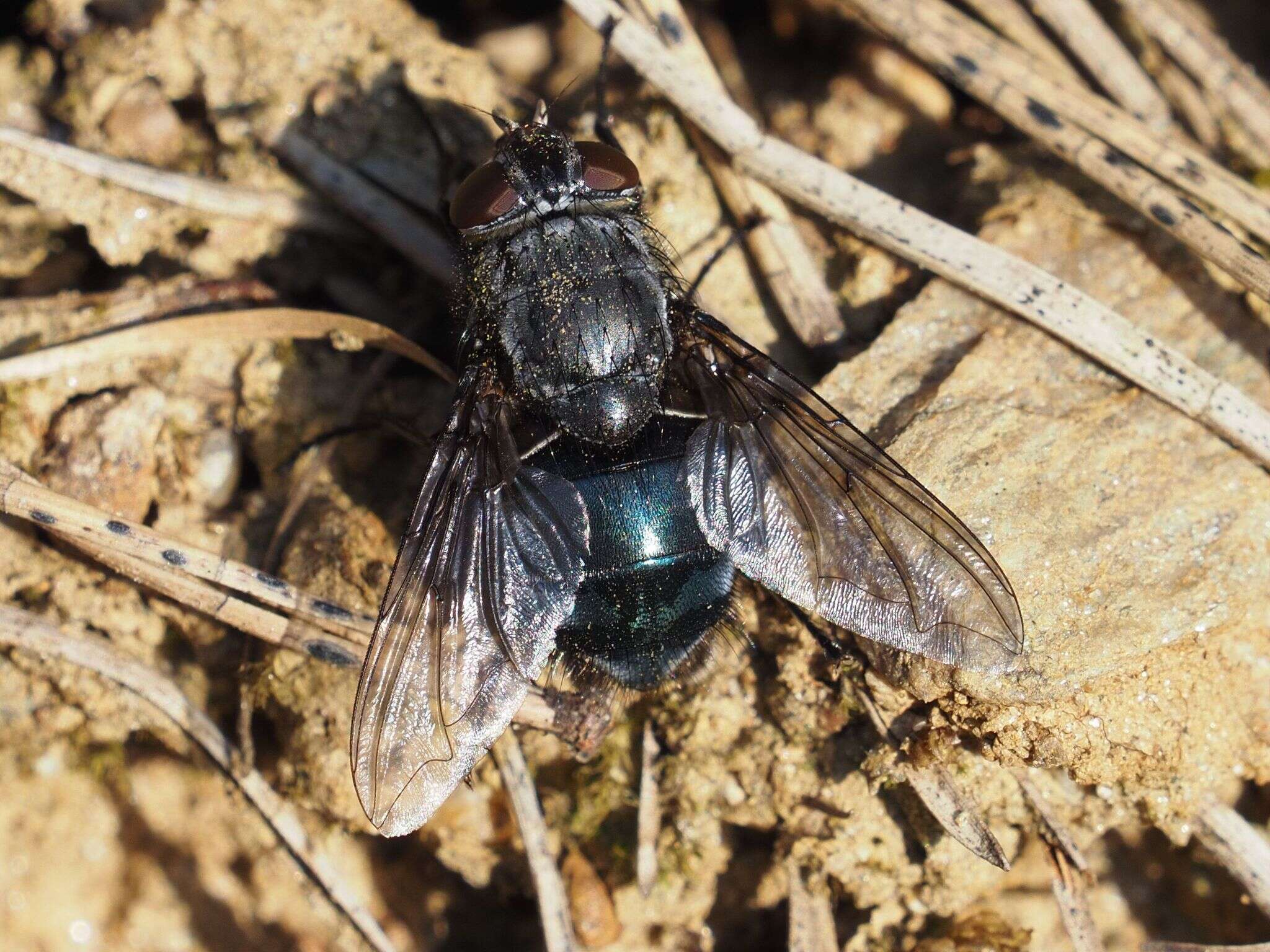 Image of Calliphora uralensis Villeneuve 1922