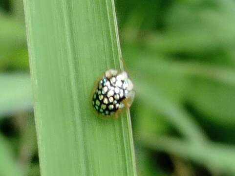 Слика од Chiridopsis punctata (Weber 1801)