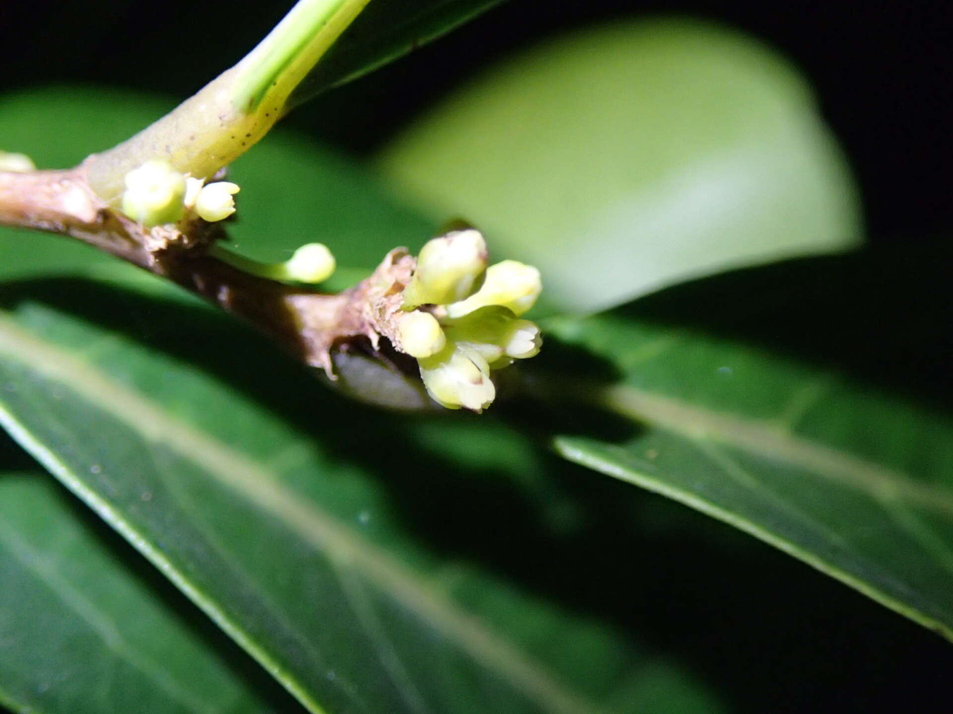 Phyllanthus sieboldianus T. Kuros.的圖片