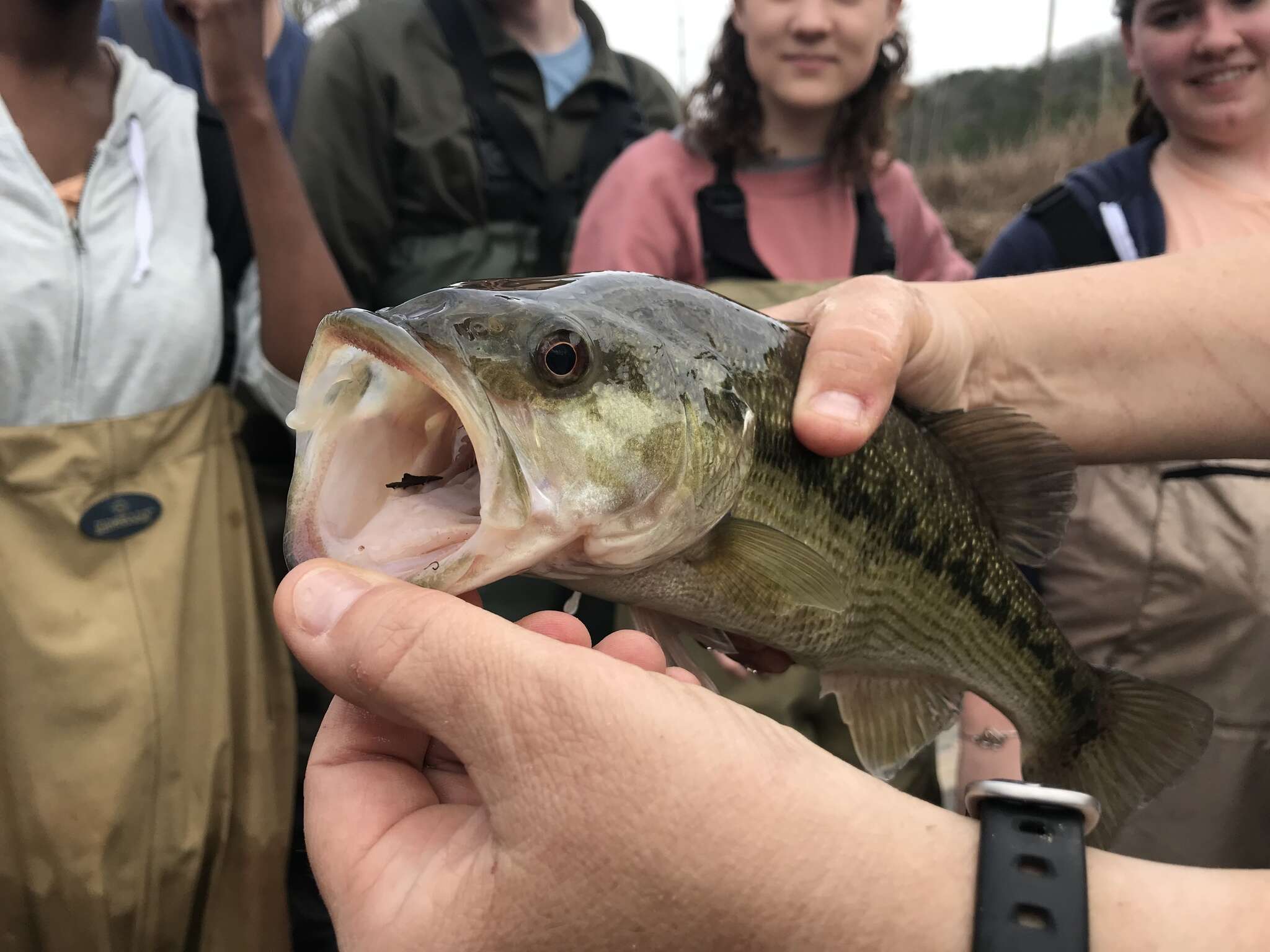 Image of Alabama bass