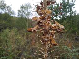 Image of Foxtail lily