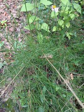 Image of Cosmos crithmifolius Kunth