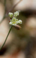 صورة Eriogonum tenellum Torrey