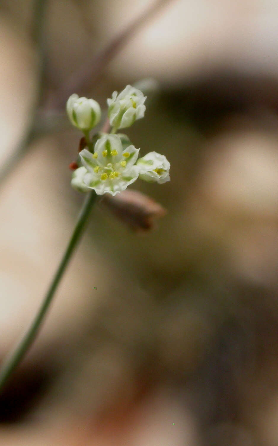 صورة Eriogonum tenellum Torrey