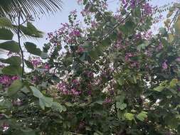 Image of bauhinia