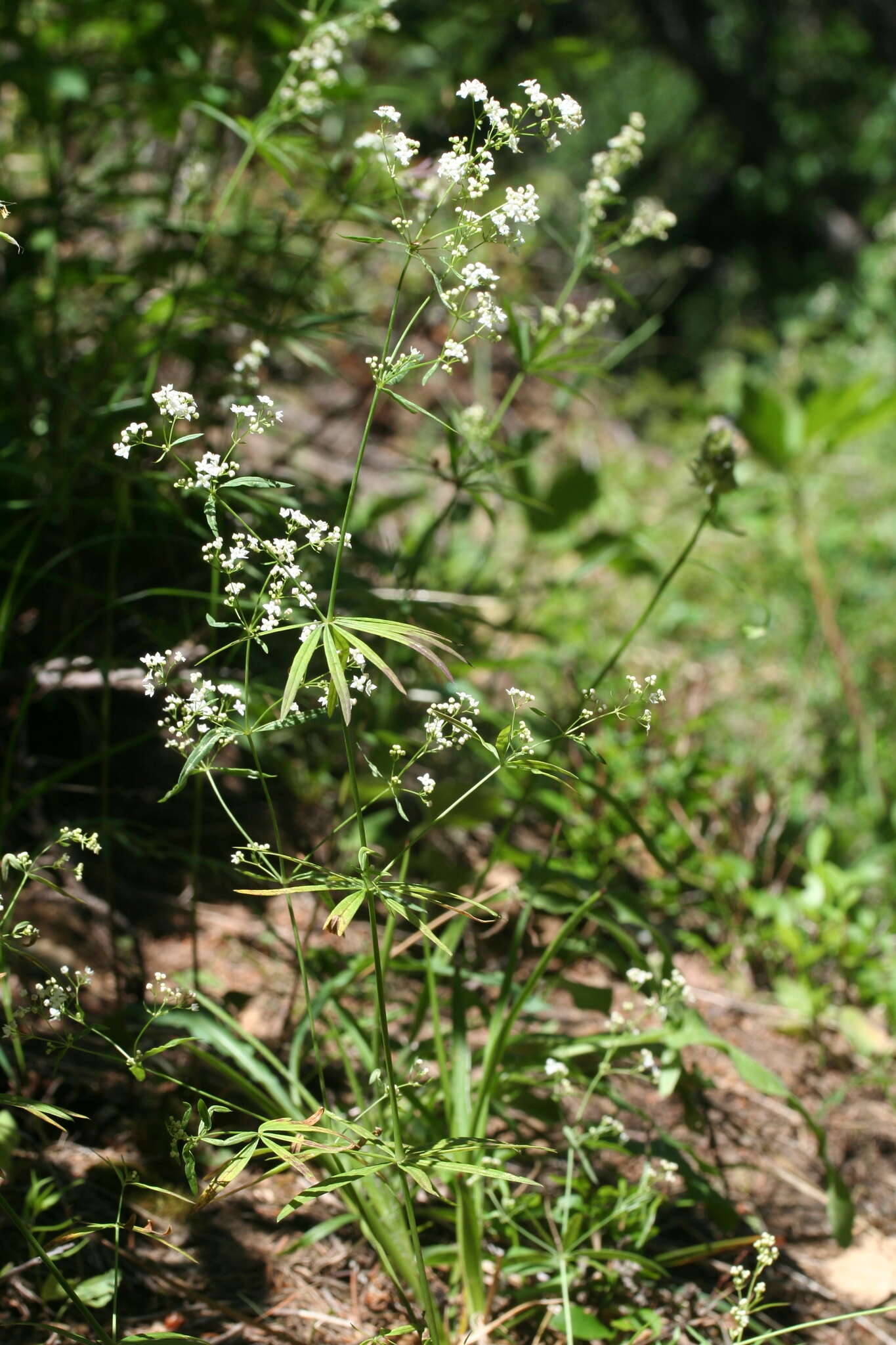 Image of awned bedstraw