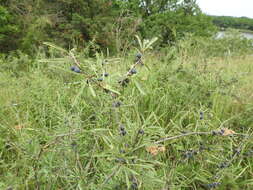 Image of Rhamnus erythroxyloides Hoffmanns.