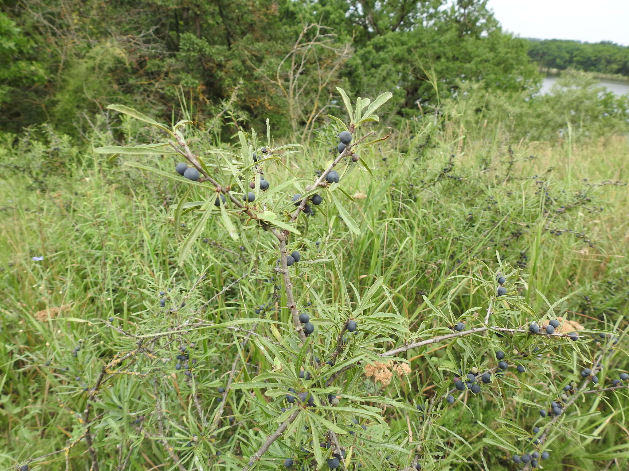 Image of Rhamnus erythroxyloides Hoffmanns.