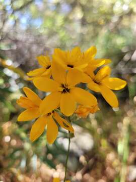 Image of Ixia odorata var. odorata