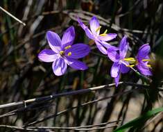 Imagem de Geissorhiza purpurascens Goldblatt