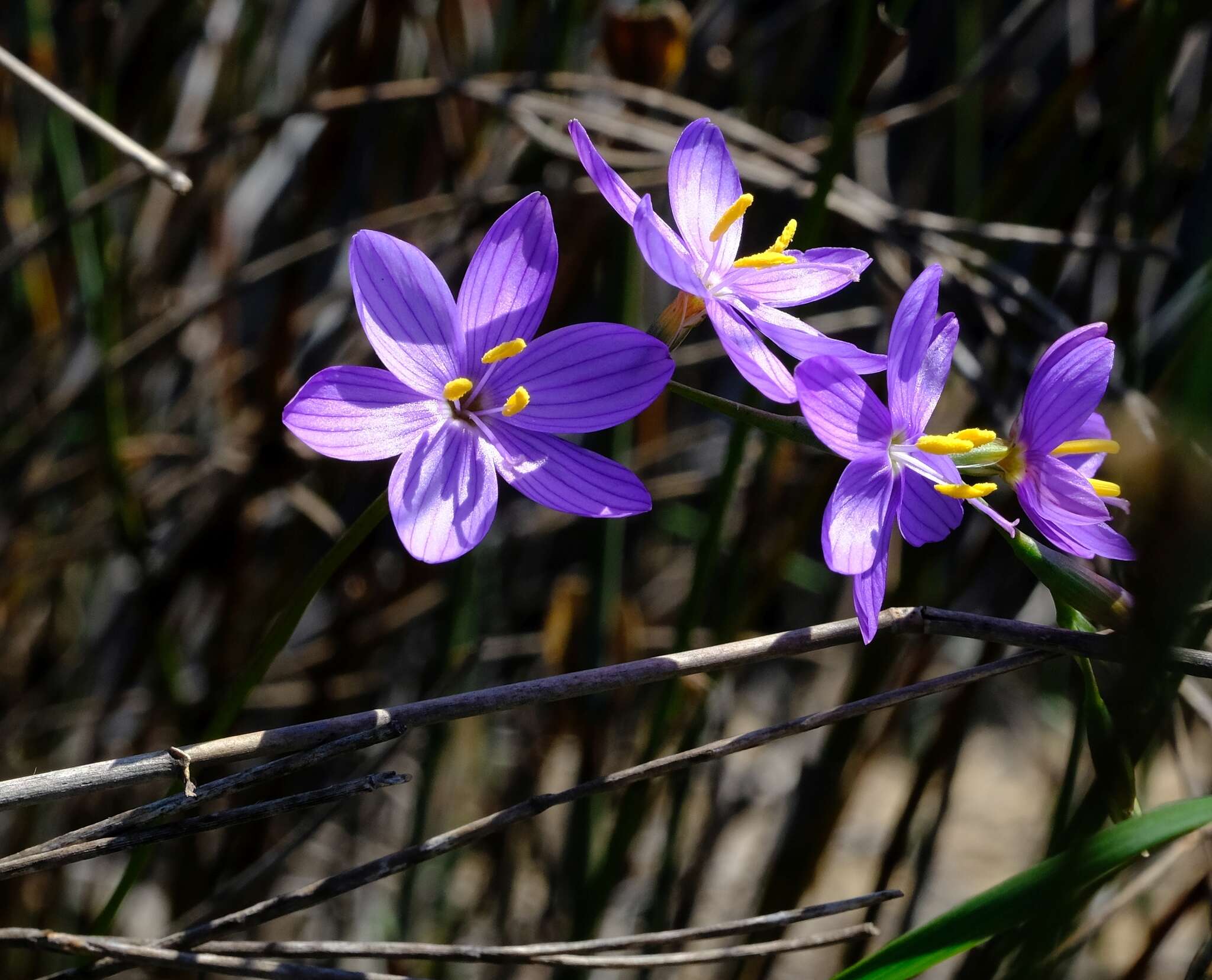 Image of Geissorhiza purpurascens Goldblatt