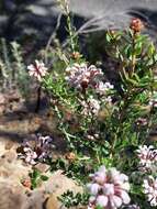 Image of Grevillea buxifolia subsp. ecorniculata P. M. Olde & N. R. Marriott