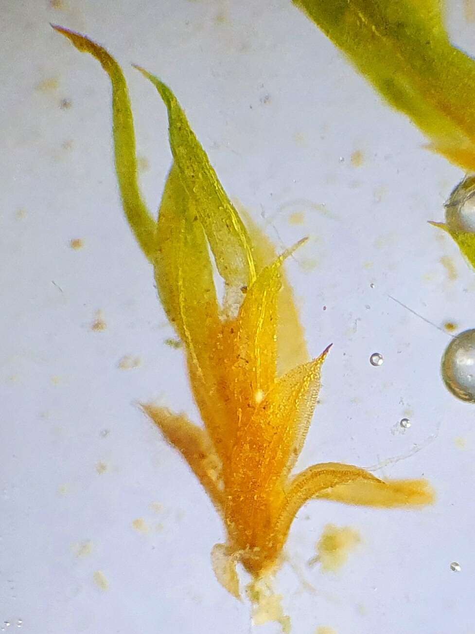 Image of Microbryum curvicollum
