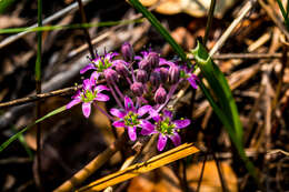 Слика од Ledebouria cooperi (Hook. fil.) Jessop