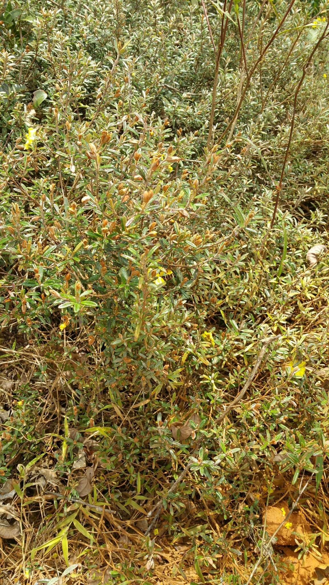 Image of Hibbertia coriacea Baill.