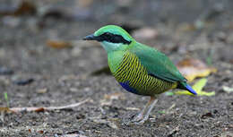 Image of Bar-bellied Pitta