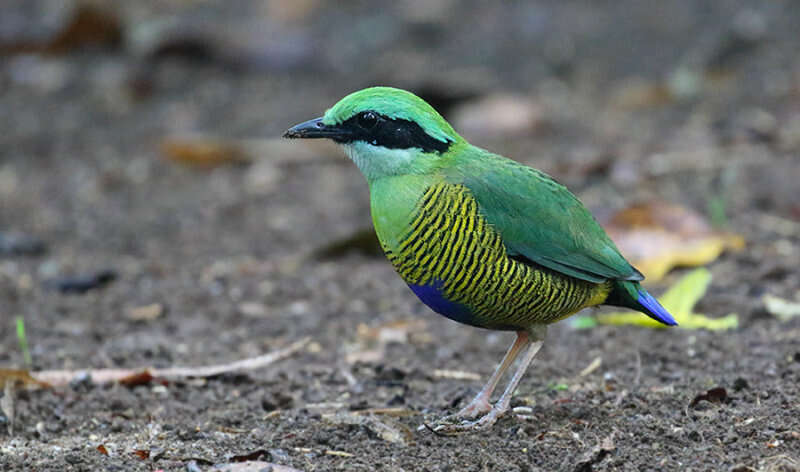 Image of Bar-bellied Pitta