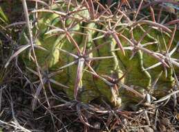 Image of Horse Crippler Cactus