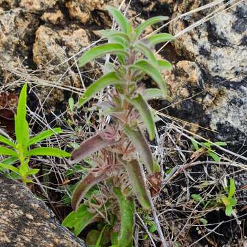 Imagem de Andrographis echioides (L.) Nees