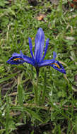 Plancia ëd Iris reticulata M. Bieb.