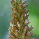 Image of Lepidogyne longifolia (Blume) Blume