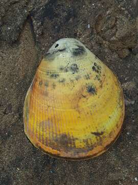 Image of giant Pacific eggcockle