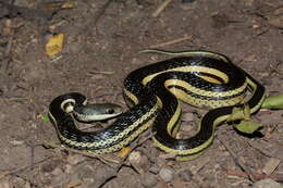 Image of Lateral Water Snake