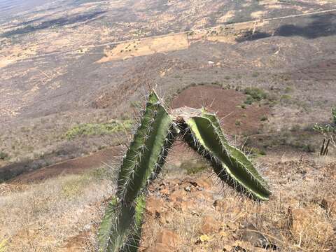 Image of Cereus jamacaru subsp. jamacaru