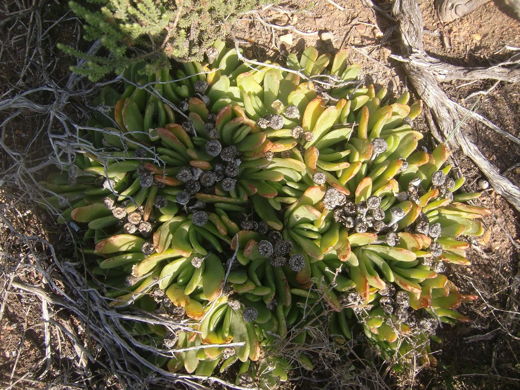 Image of Glottiphyllum longum (Haw.) N. E. Br.