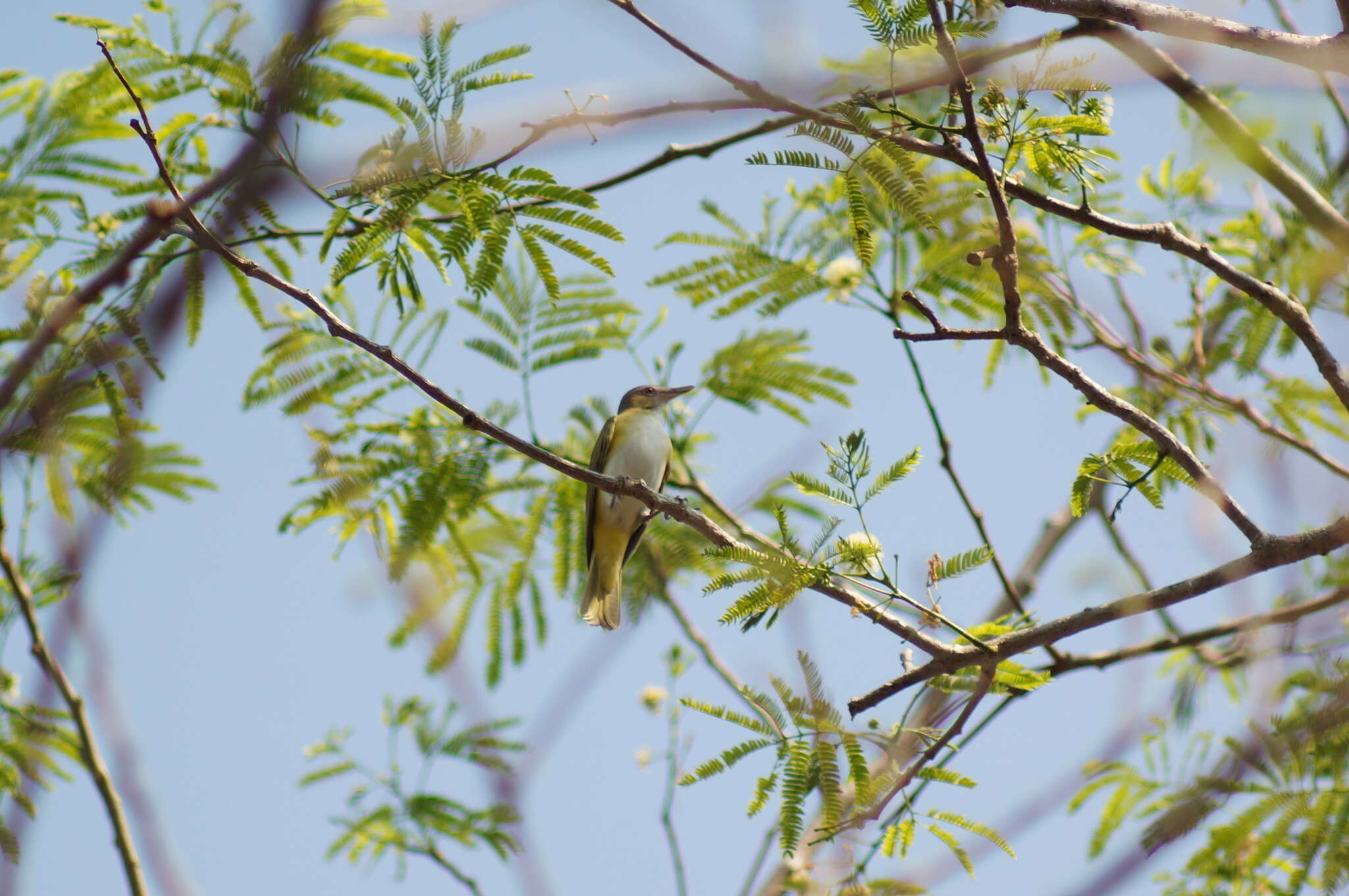 Слика од Vireo flavoviridis (Cassin 1851)