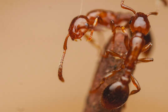 Image of Shining guest ant