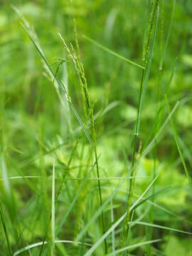 Imagem de Poa palustris L.