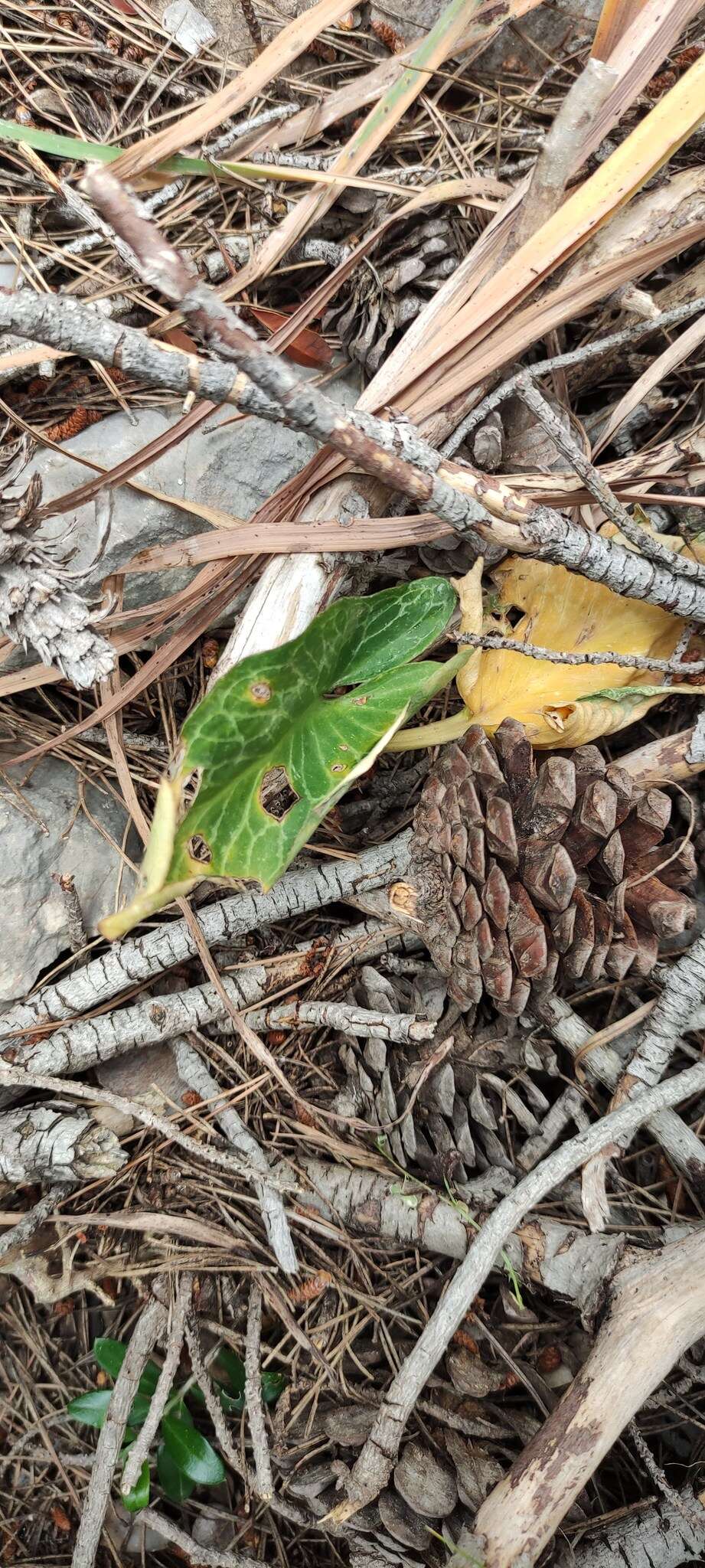 Image of Arum pictum L. fil.