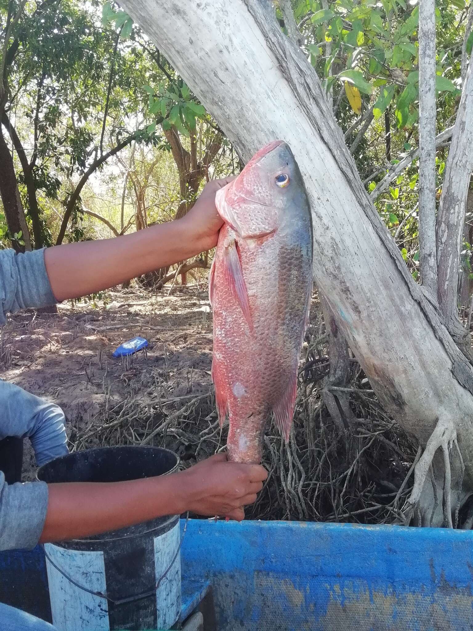 Image of Colorado snapper