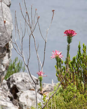 Image de <i>Erica <i>fascicularis</i></i> subsp. fascicularis