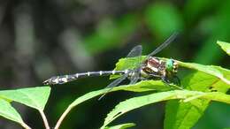 Image of Zebra Clubtail