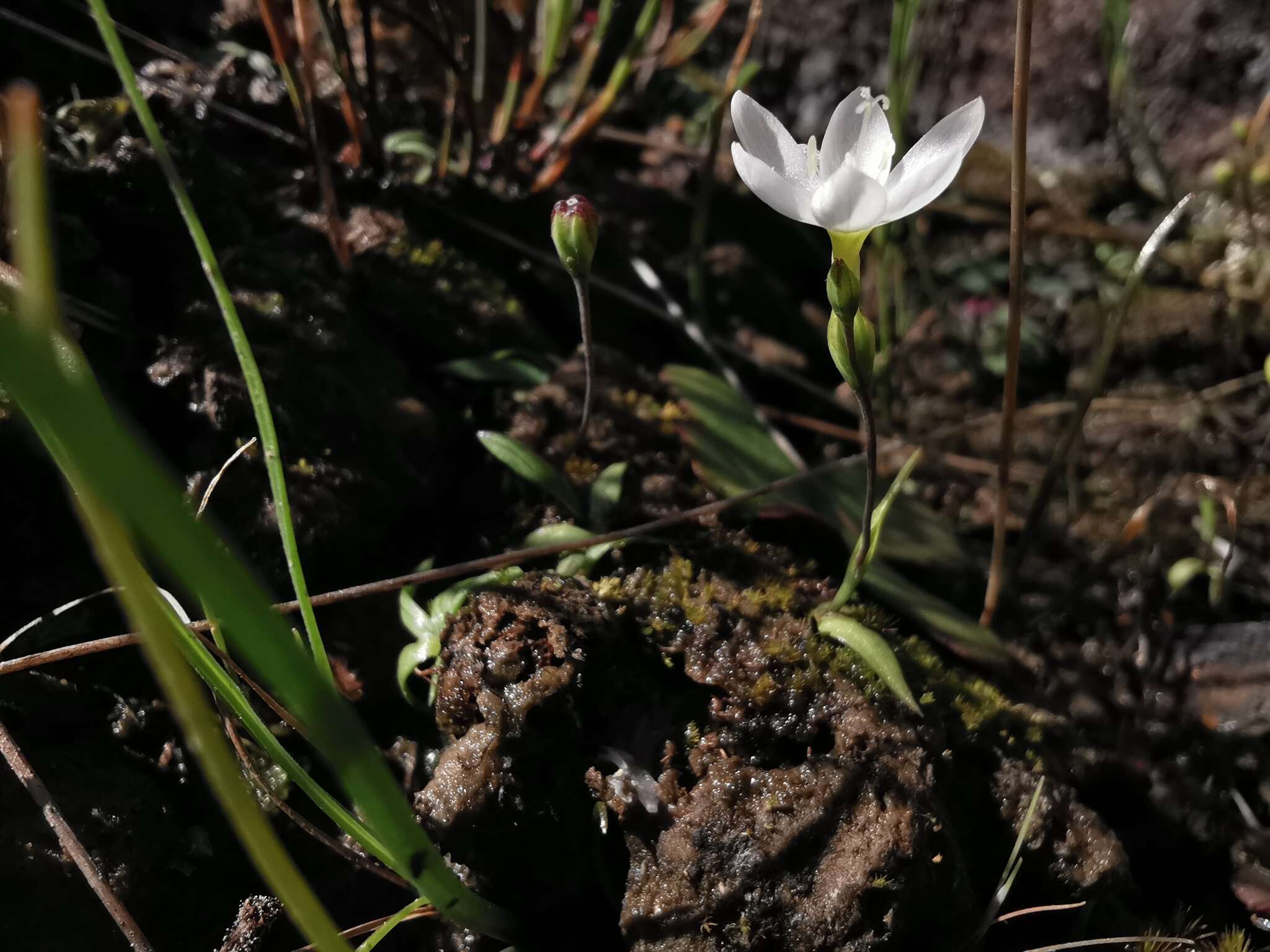 Image of Geissorhiza bolusii Baker