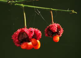 Euonymus americanus L. resmi